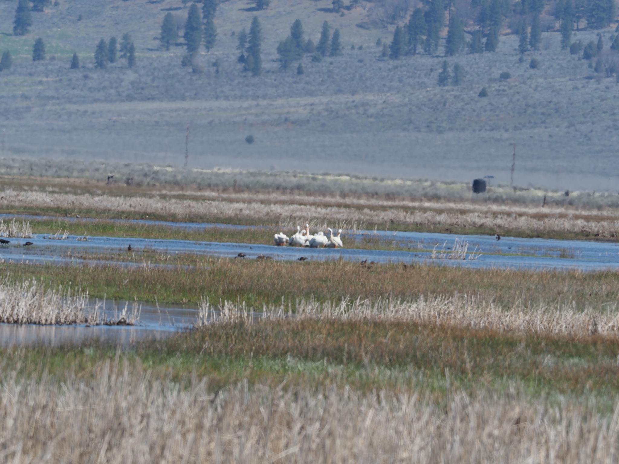 Pelecanus erythrorhynchos