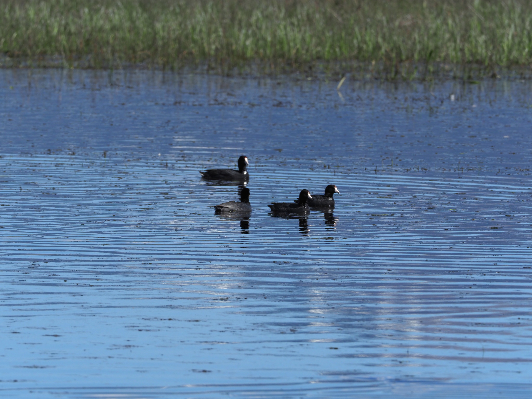Fulica americana