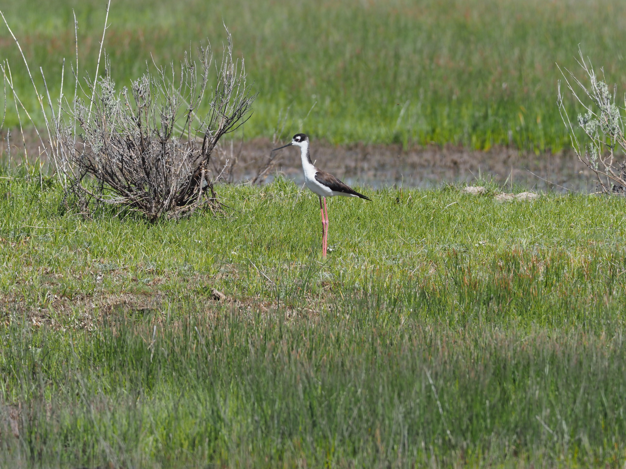 Himantopus mexicanus