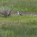 Black-necked Stilt