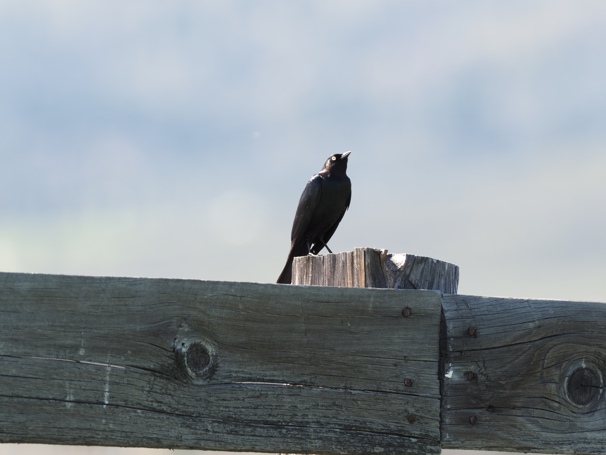 Euphagus cyanocephalus