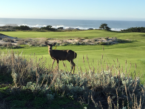 Odocoileus hemionus columbianus