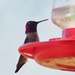 Anna's Hummingbird