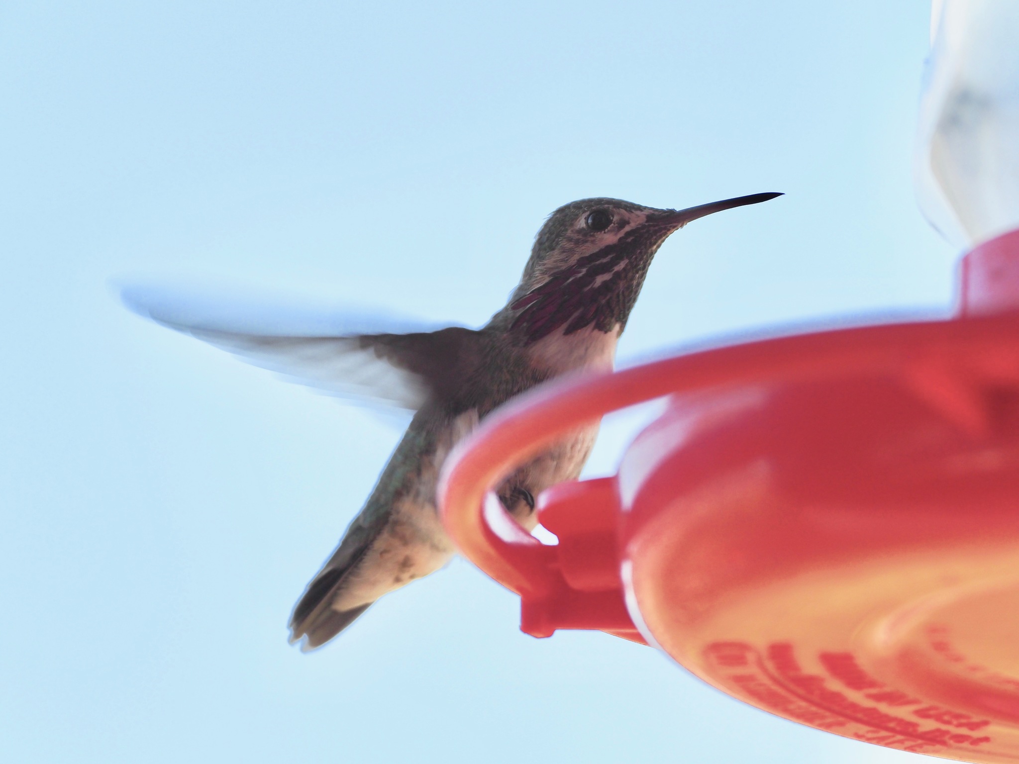 Selasphorus calliope