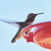 Calliope Hummingbird