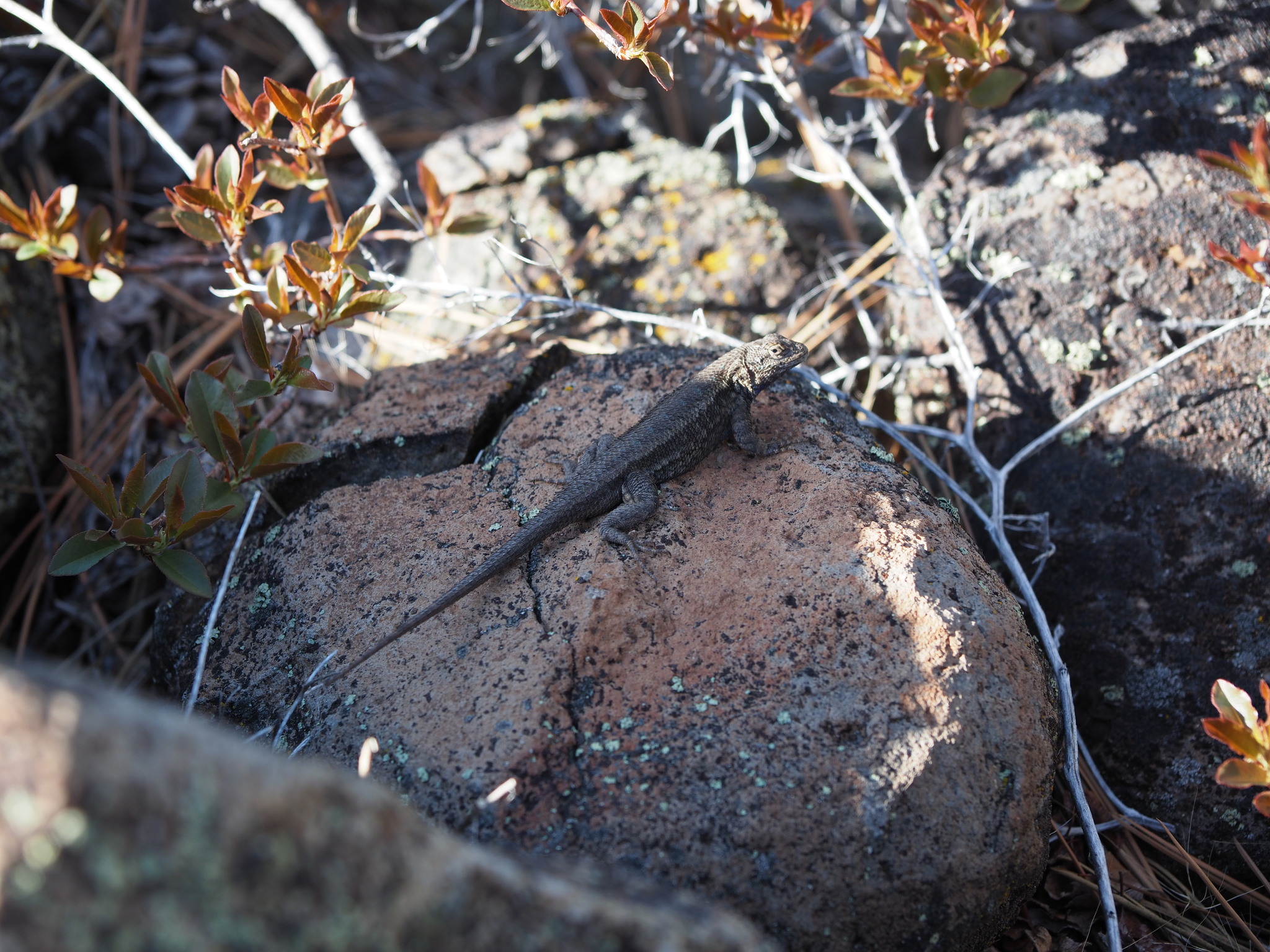 Sceloporus occidentalis