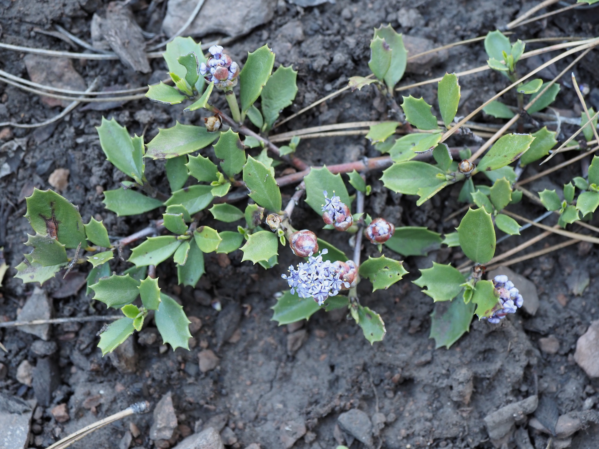 Ceanothus prostratus prostratus