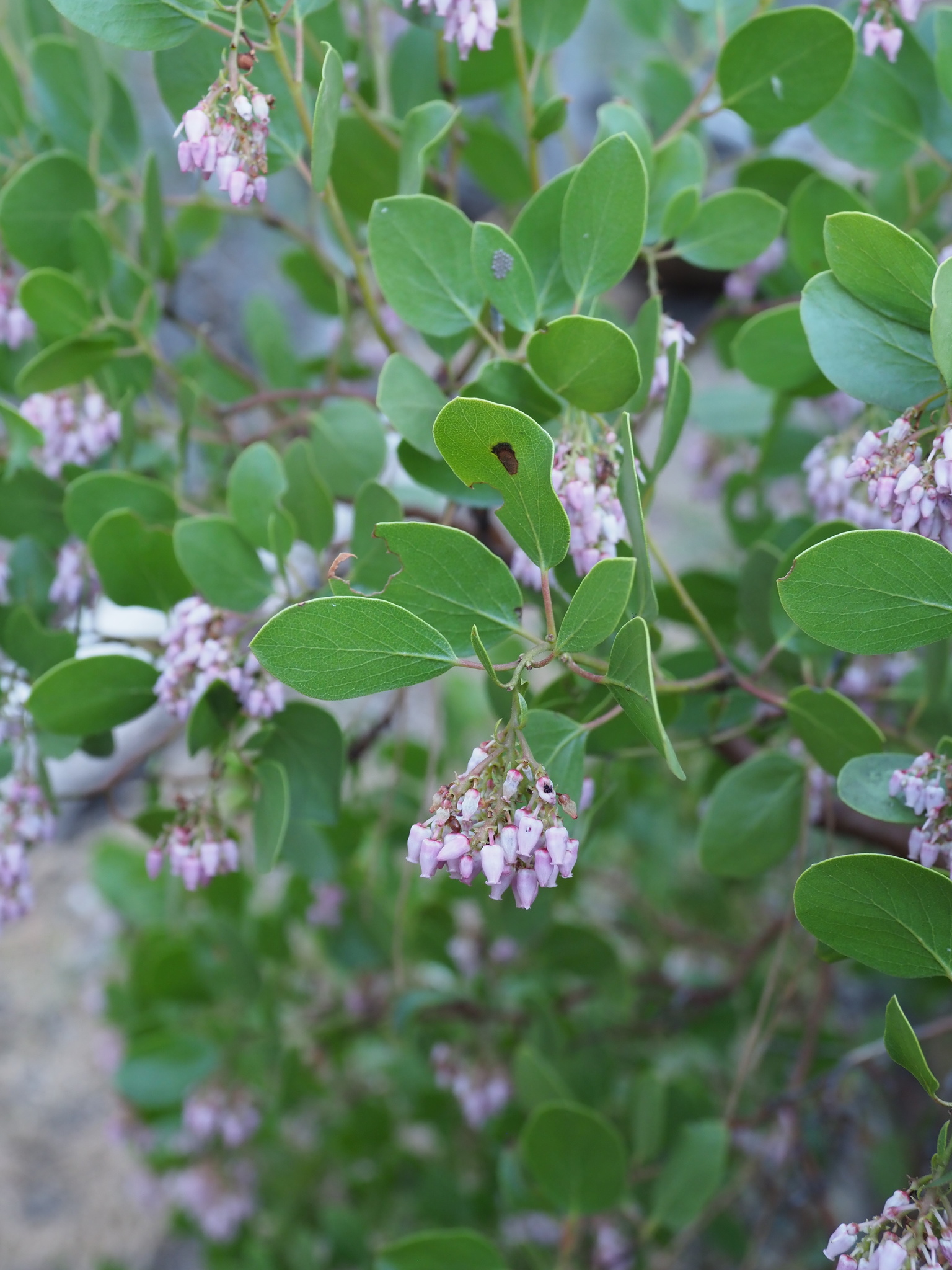 Arctostaphylos patula