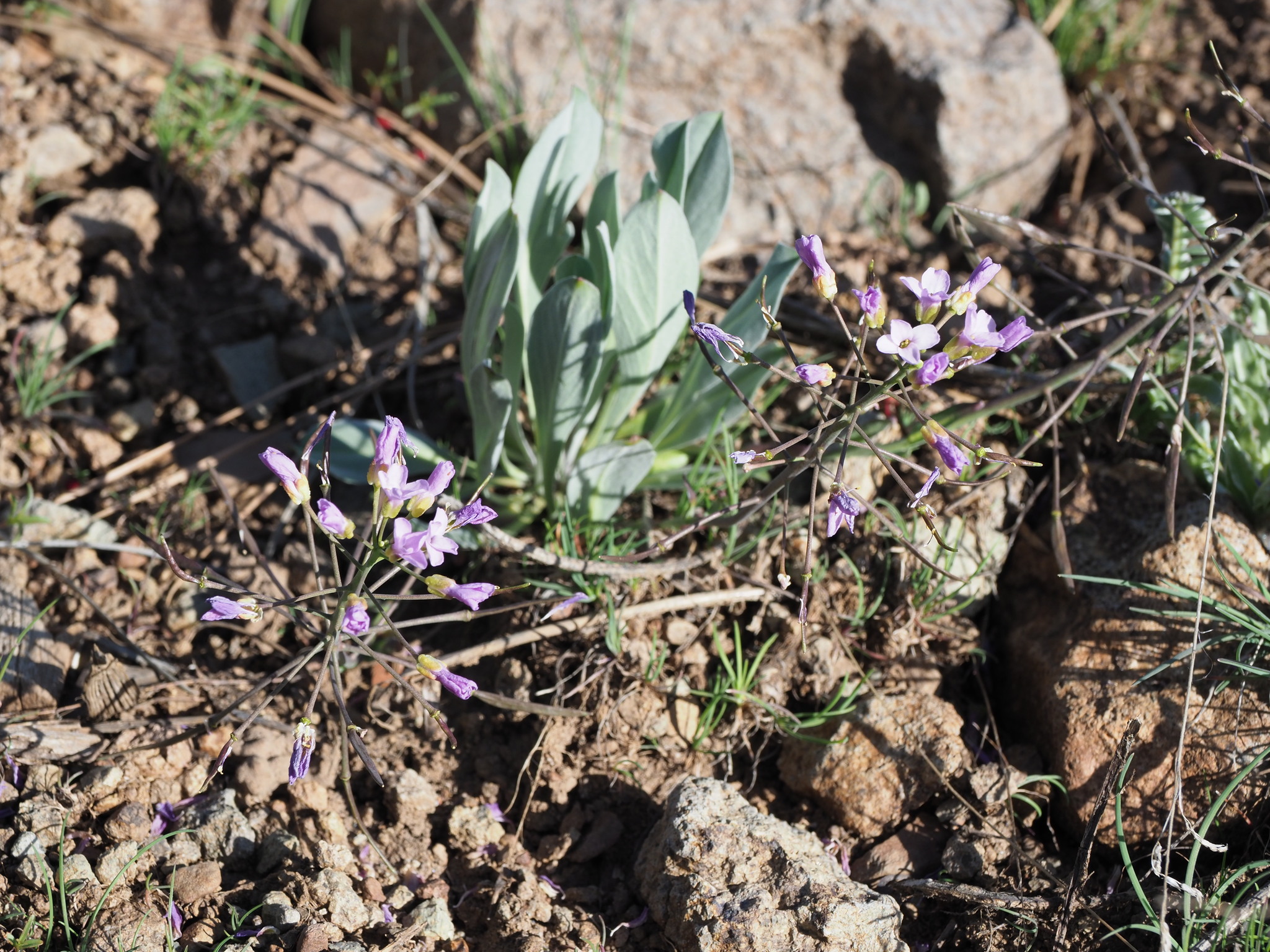 Phoenicaulis cheiranthoides