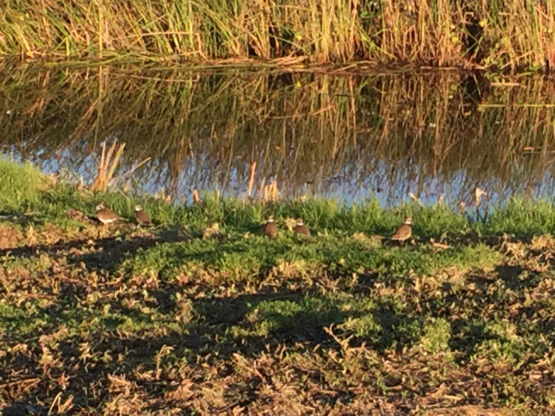 Charadrius vociferus