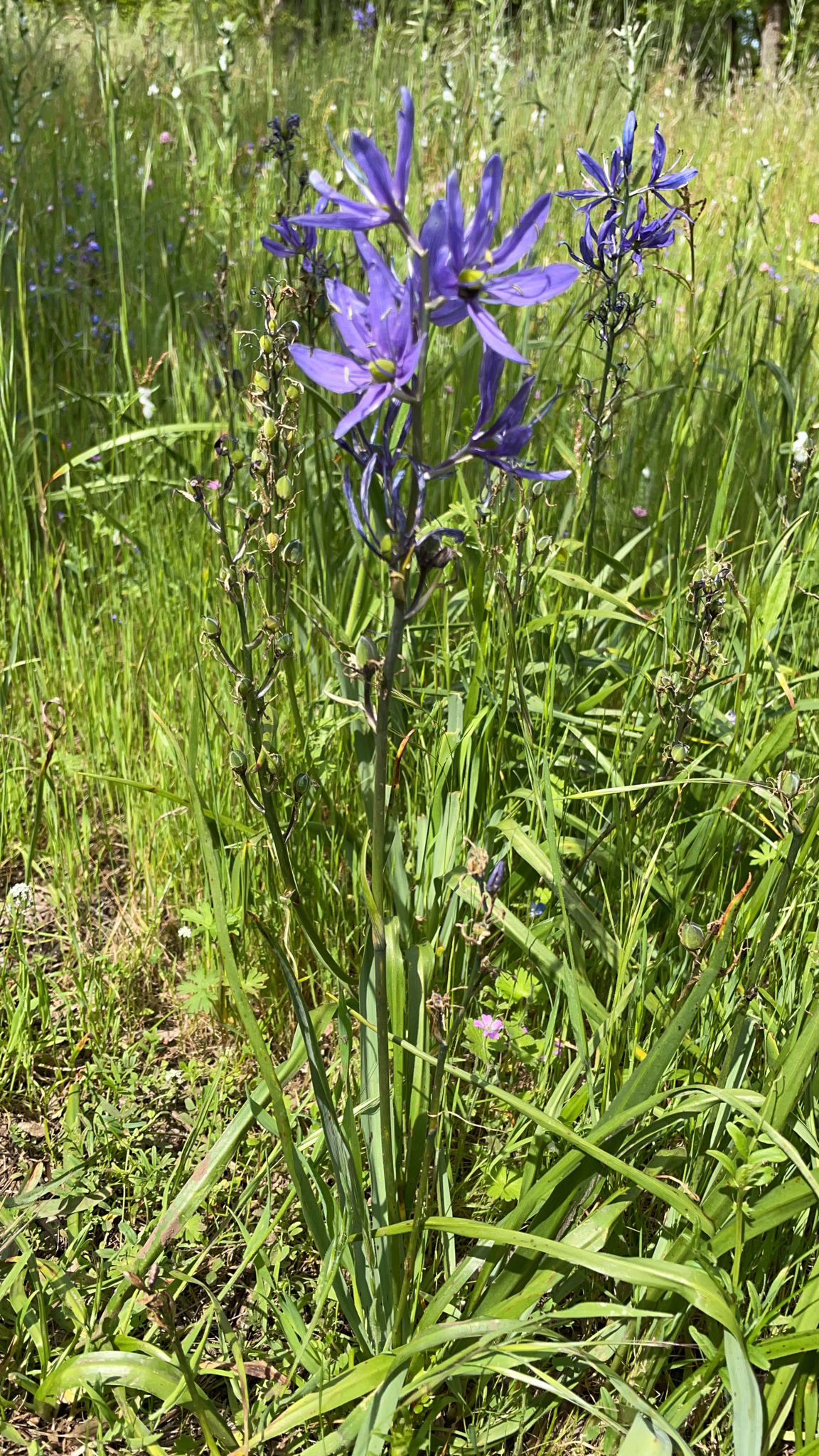 Camassia quamash