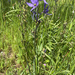 small camas