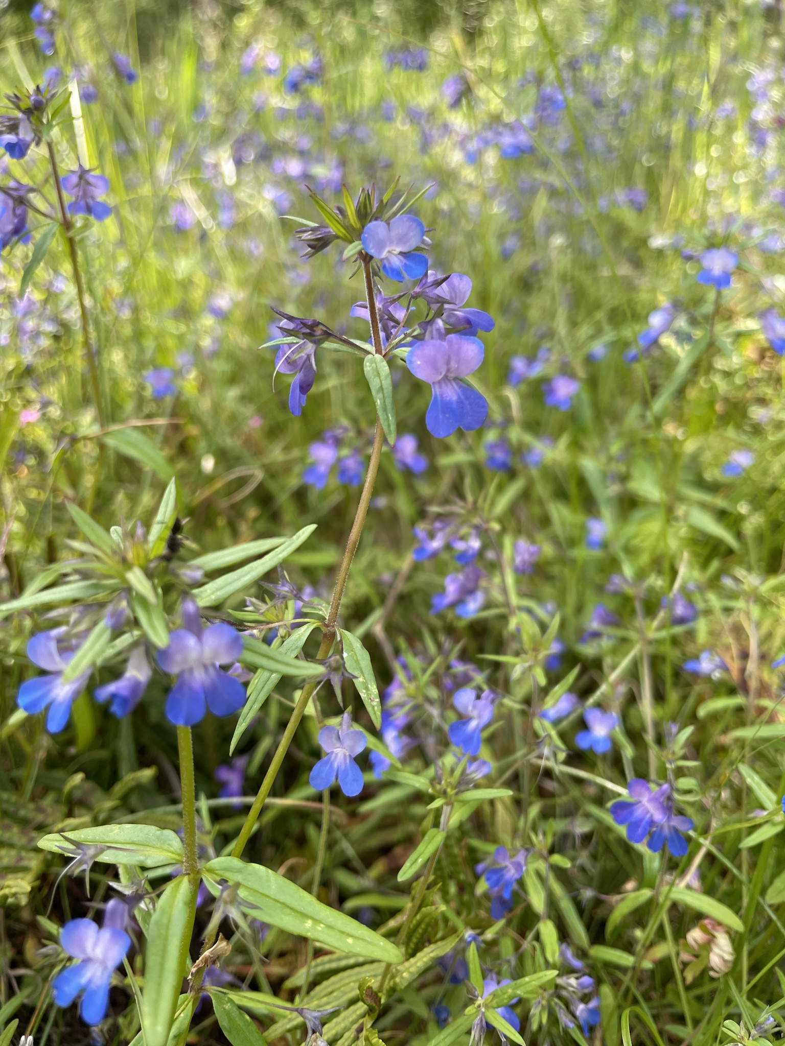 Collinsia grandiflora