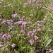 shortspur seablush