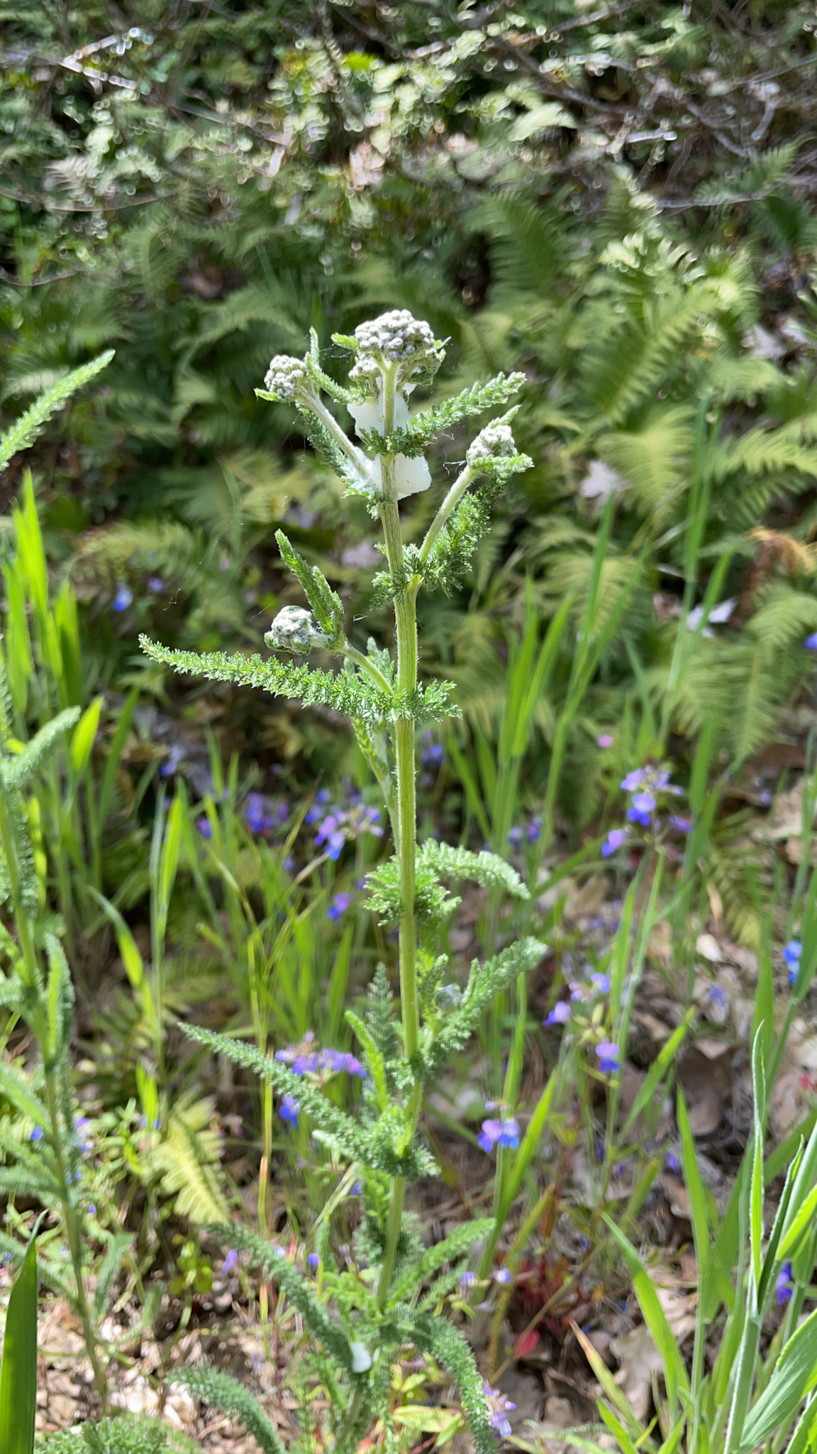 Achillea millefolium