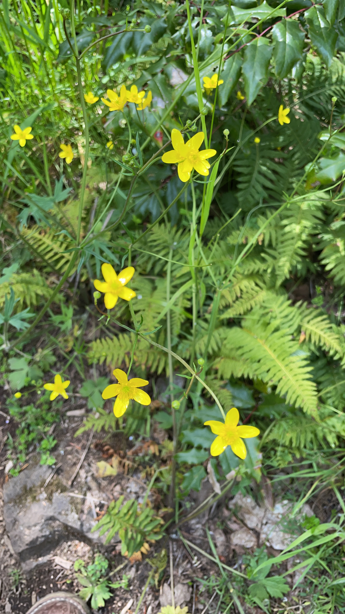 Ranunculus occidentalis