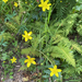 Western Buttercup
