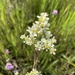 Oregon Saxifrage