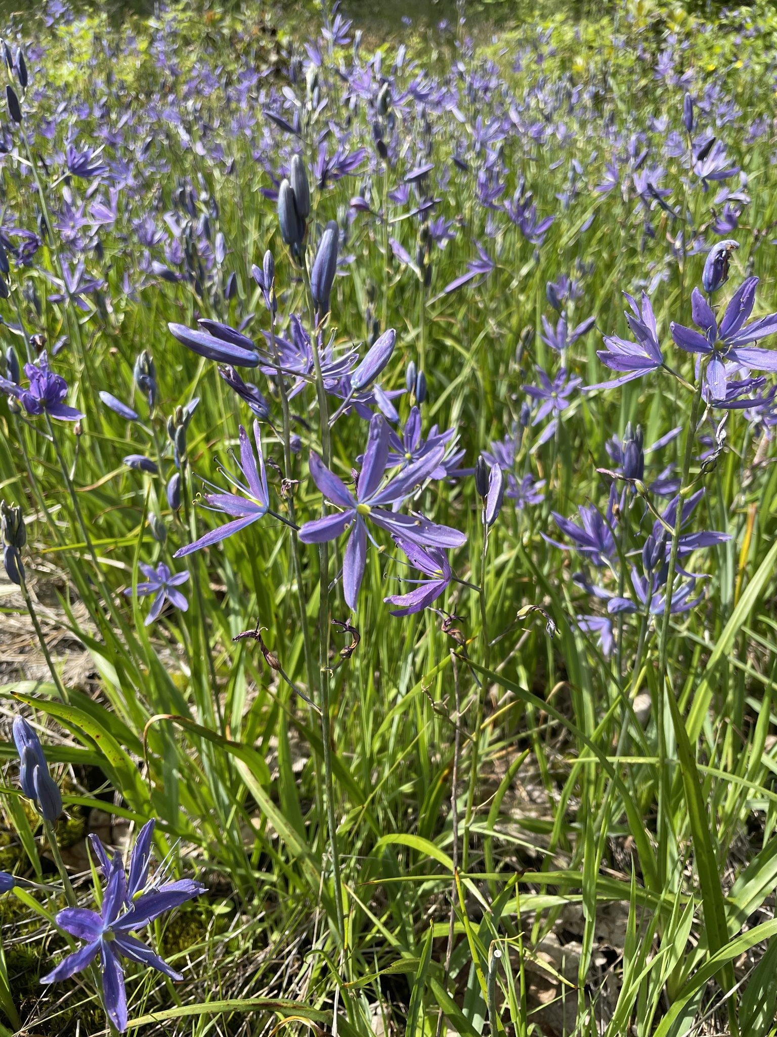 Camassia quamash