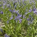 small camas