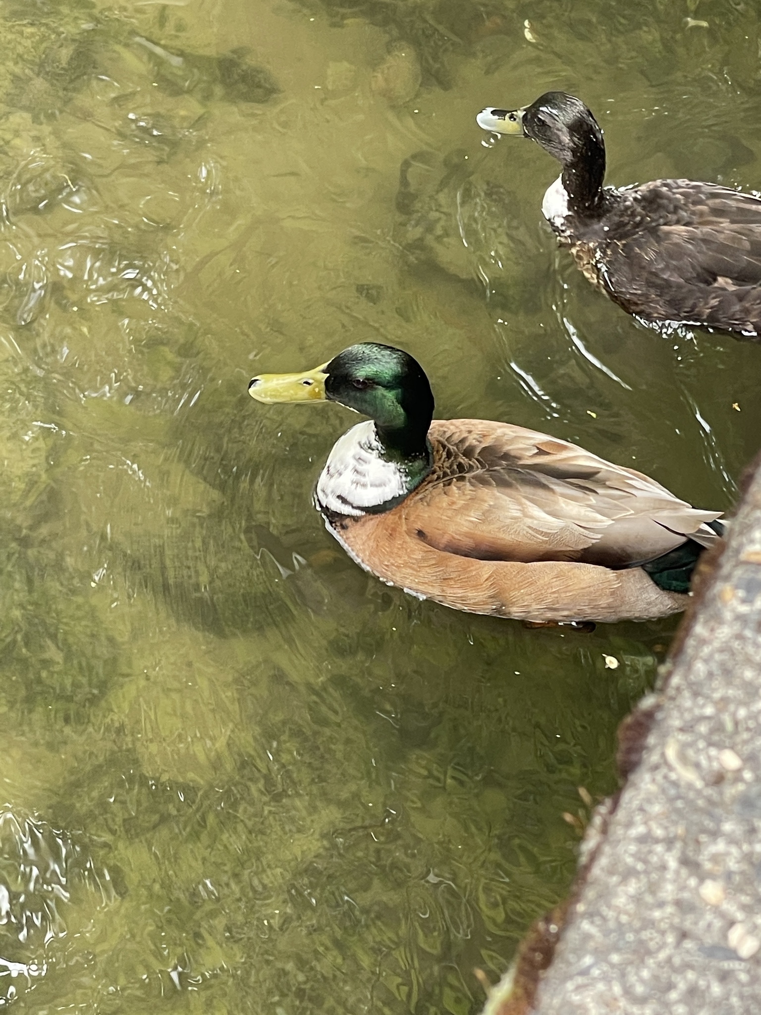 Anas platyrhynchos domesticus