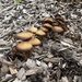 Agaricineae
