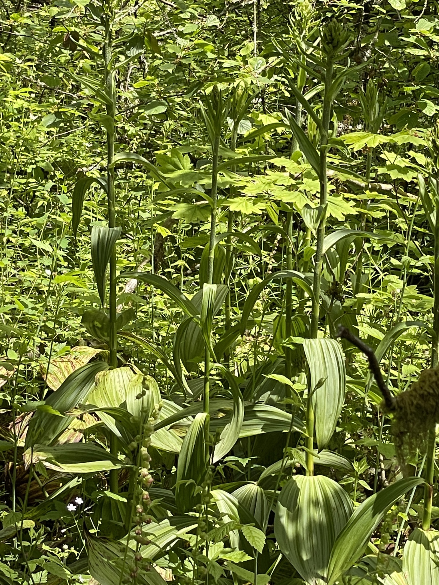 Veratrum