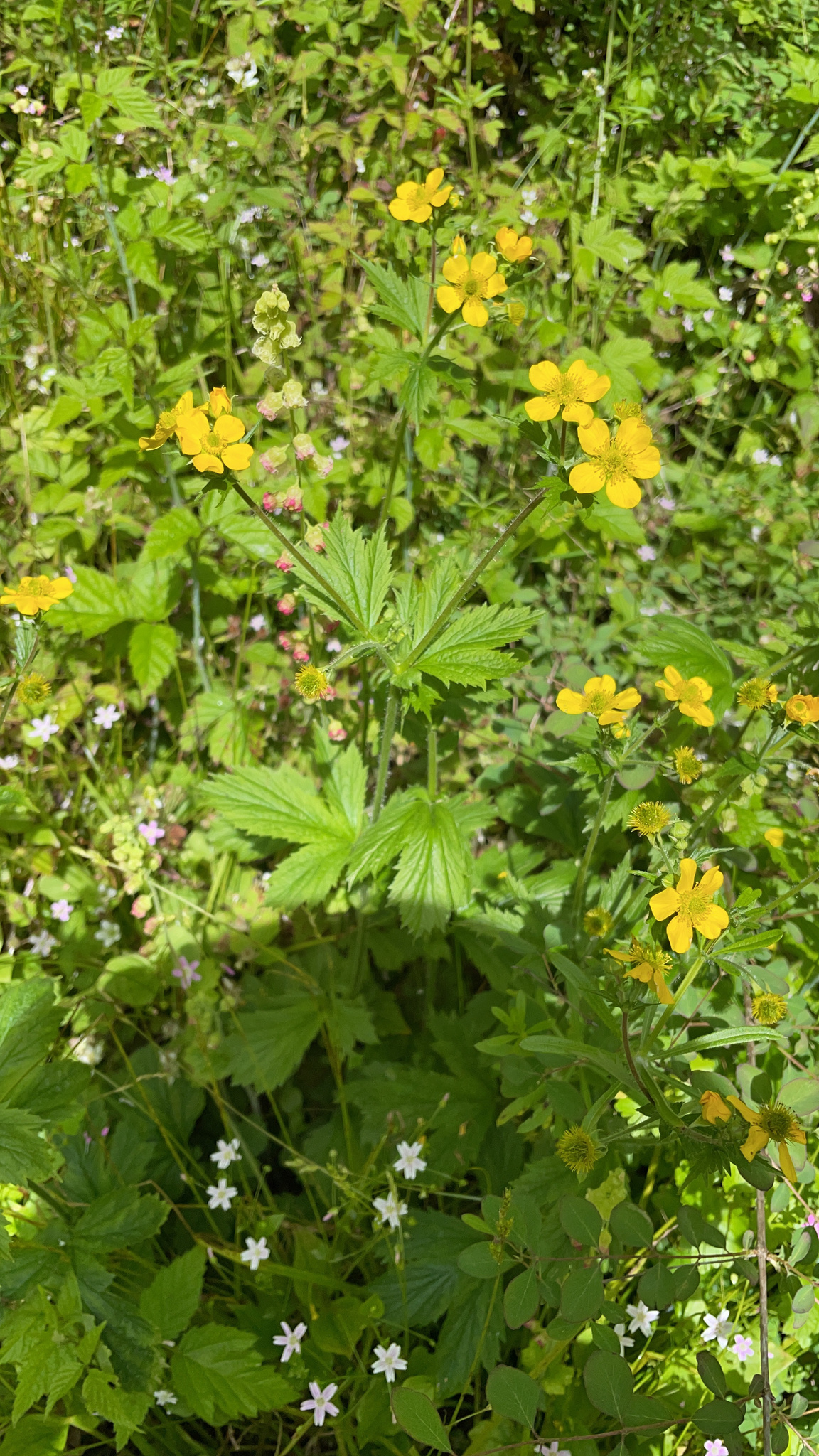 Geum macrophyllum