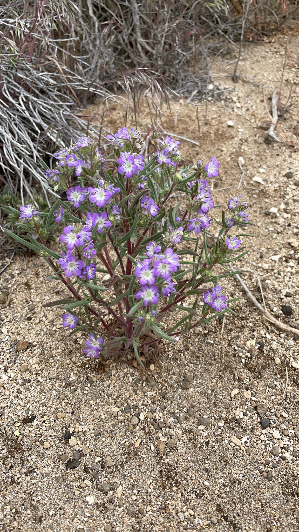 Phacelia linearis