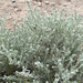 wormwoods and sagebrushes