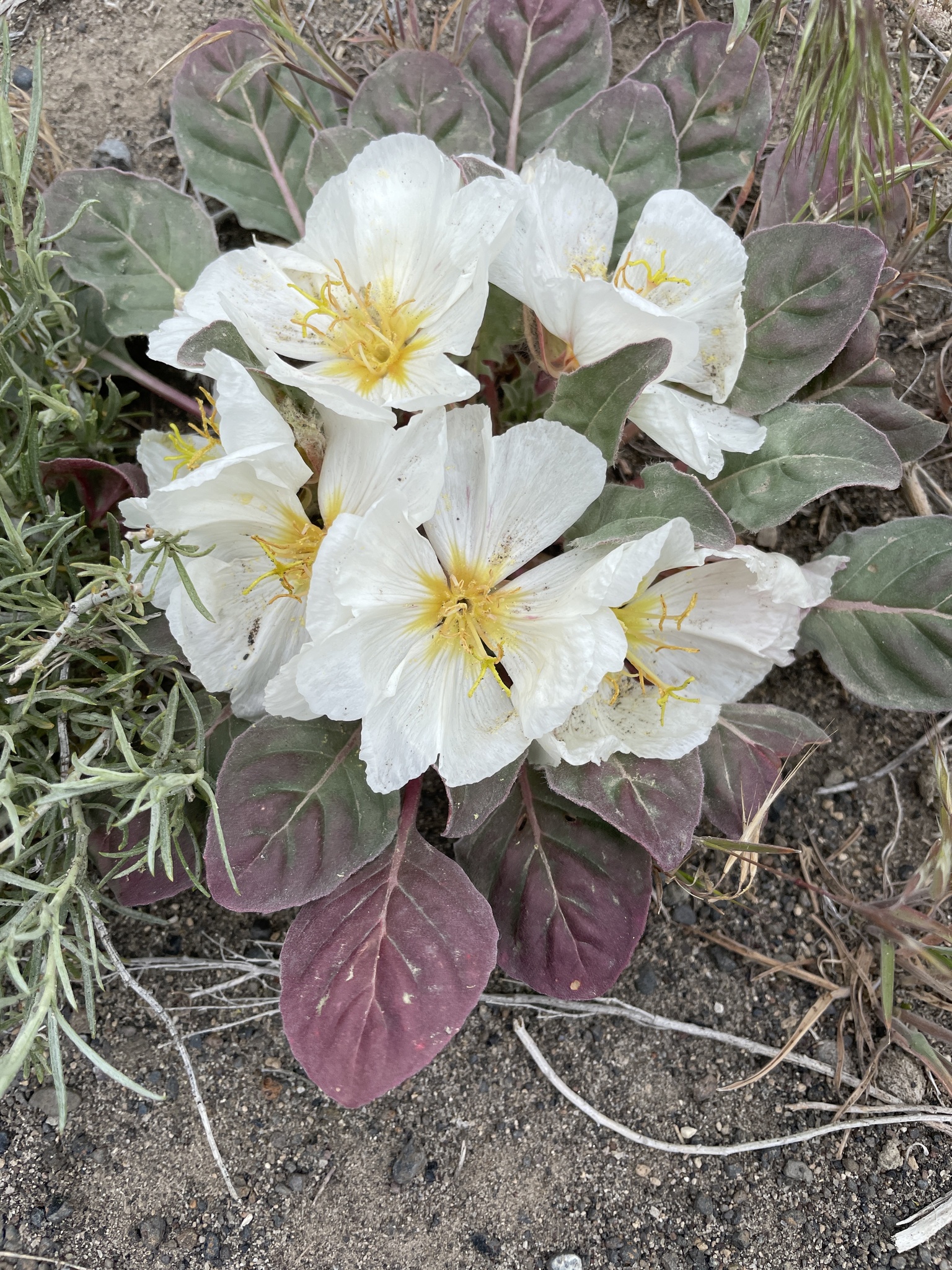 Oenothera cespitosa