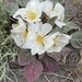 fragrant evening primrose
