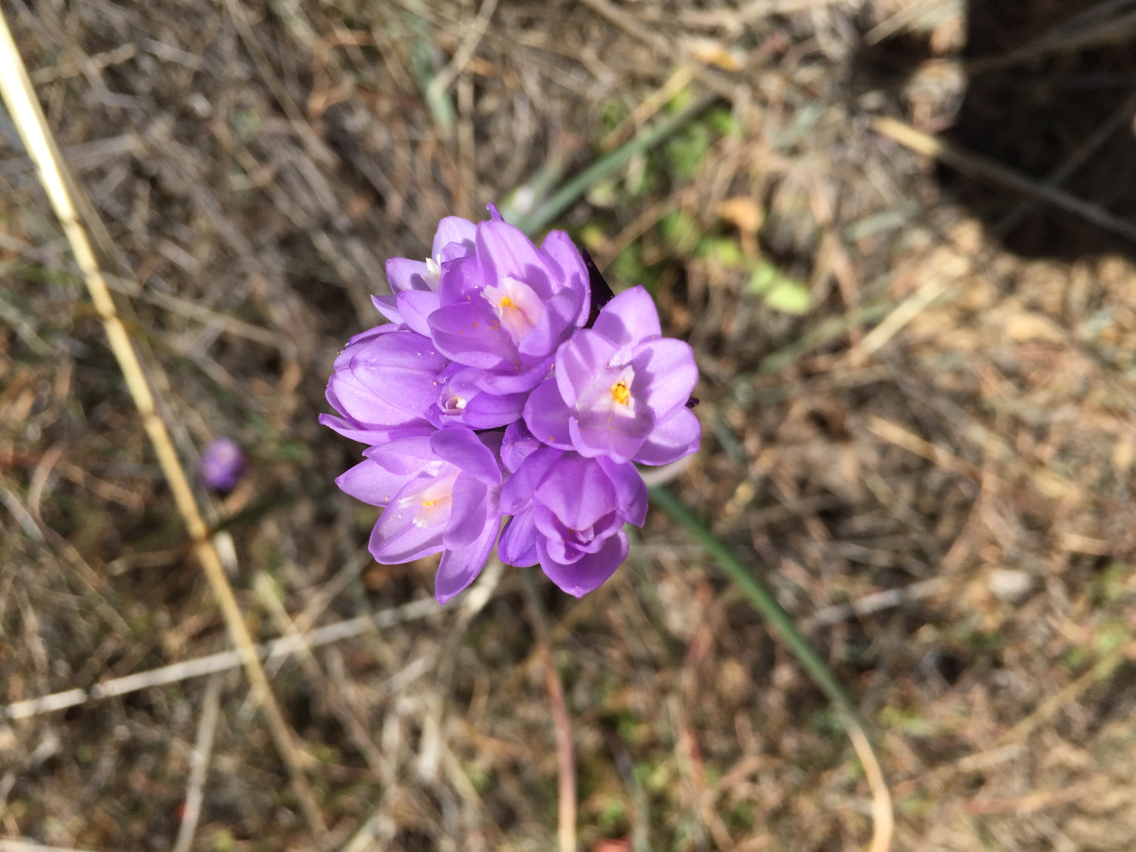 Dipterostemon capitatus