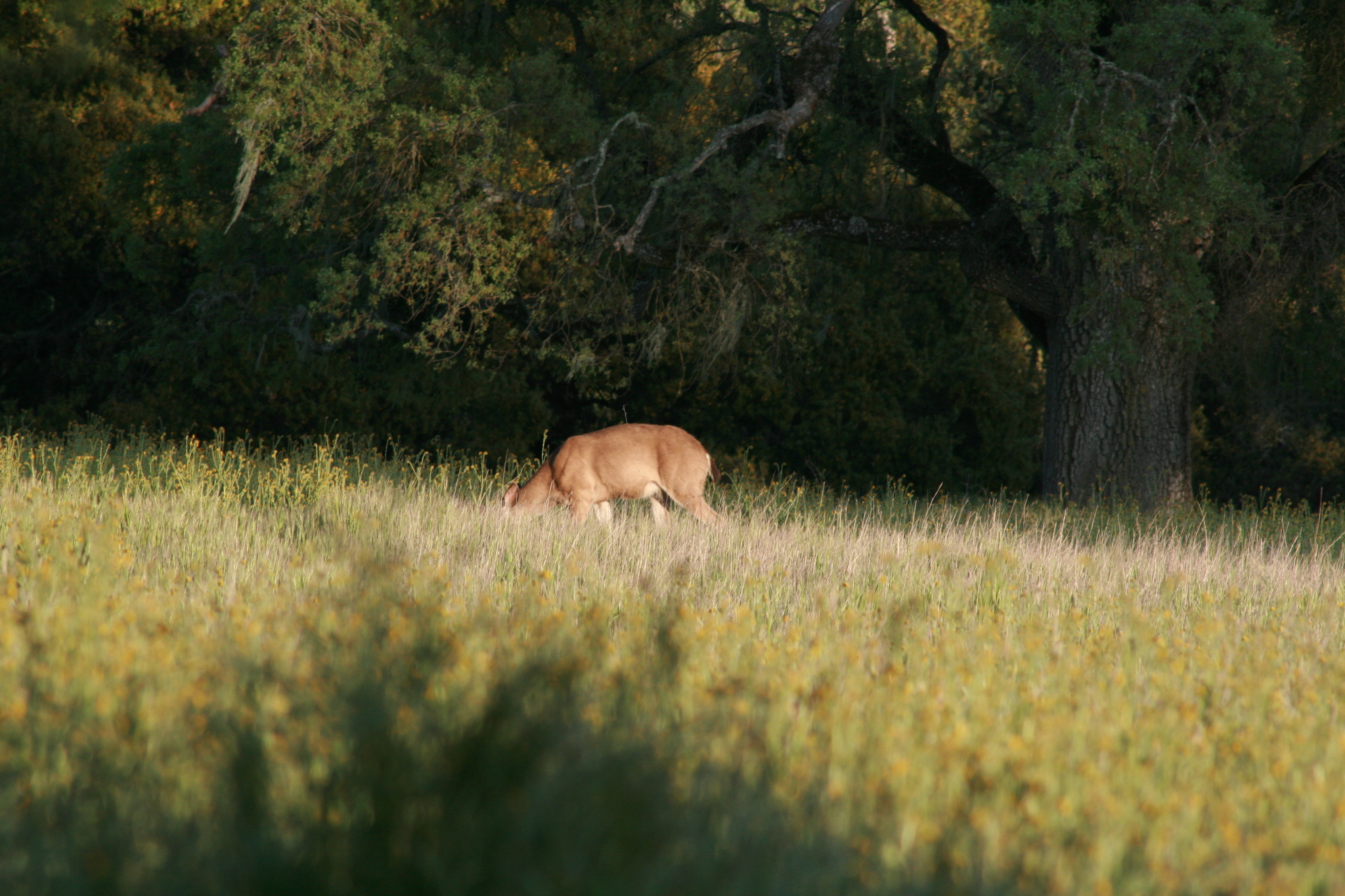 Odocoileus hemionus columbianus