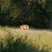 Columbian Black-tailed Deer