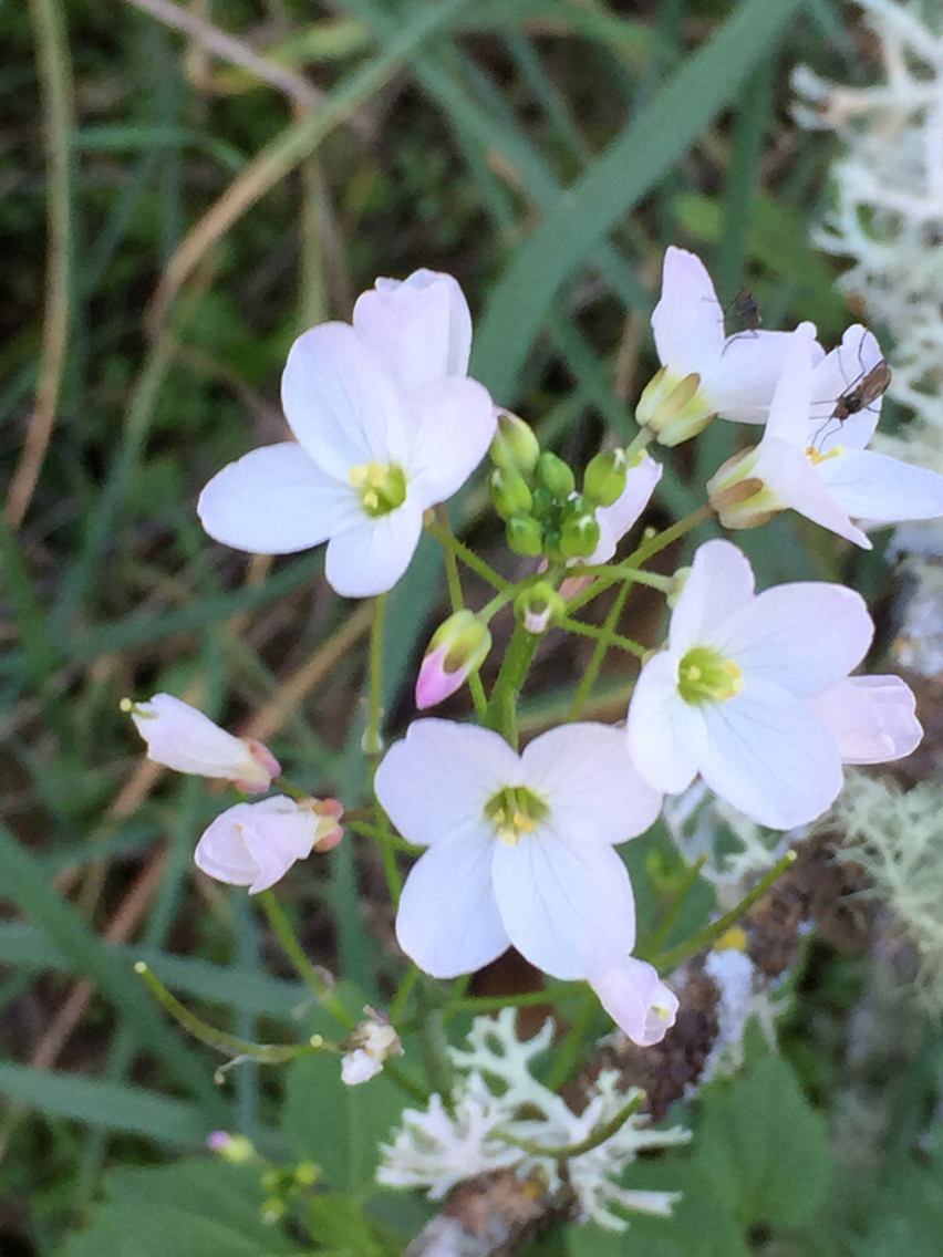 Cardamine californica