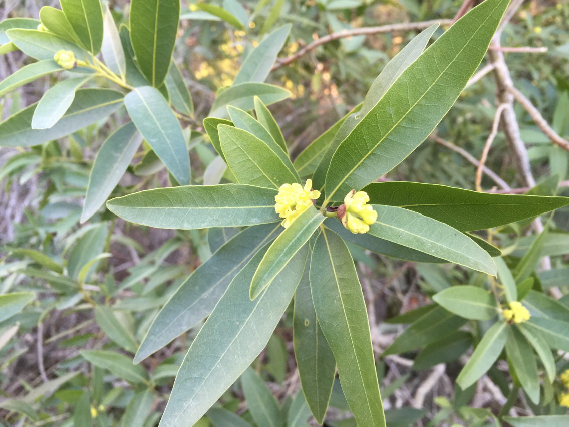 Umbellularia californica