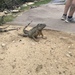 Green Iguana