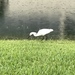 Snowy Egret