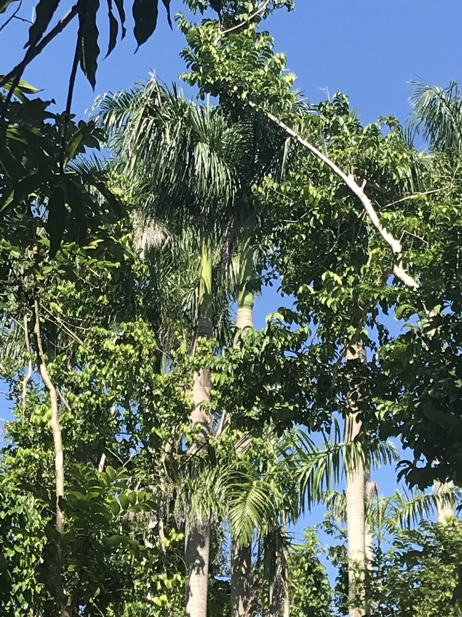 Roystonea borinquena