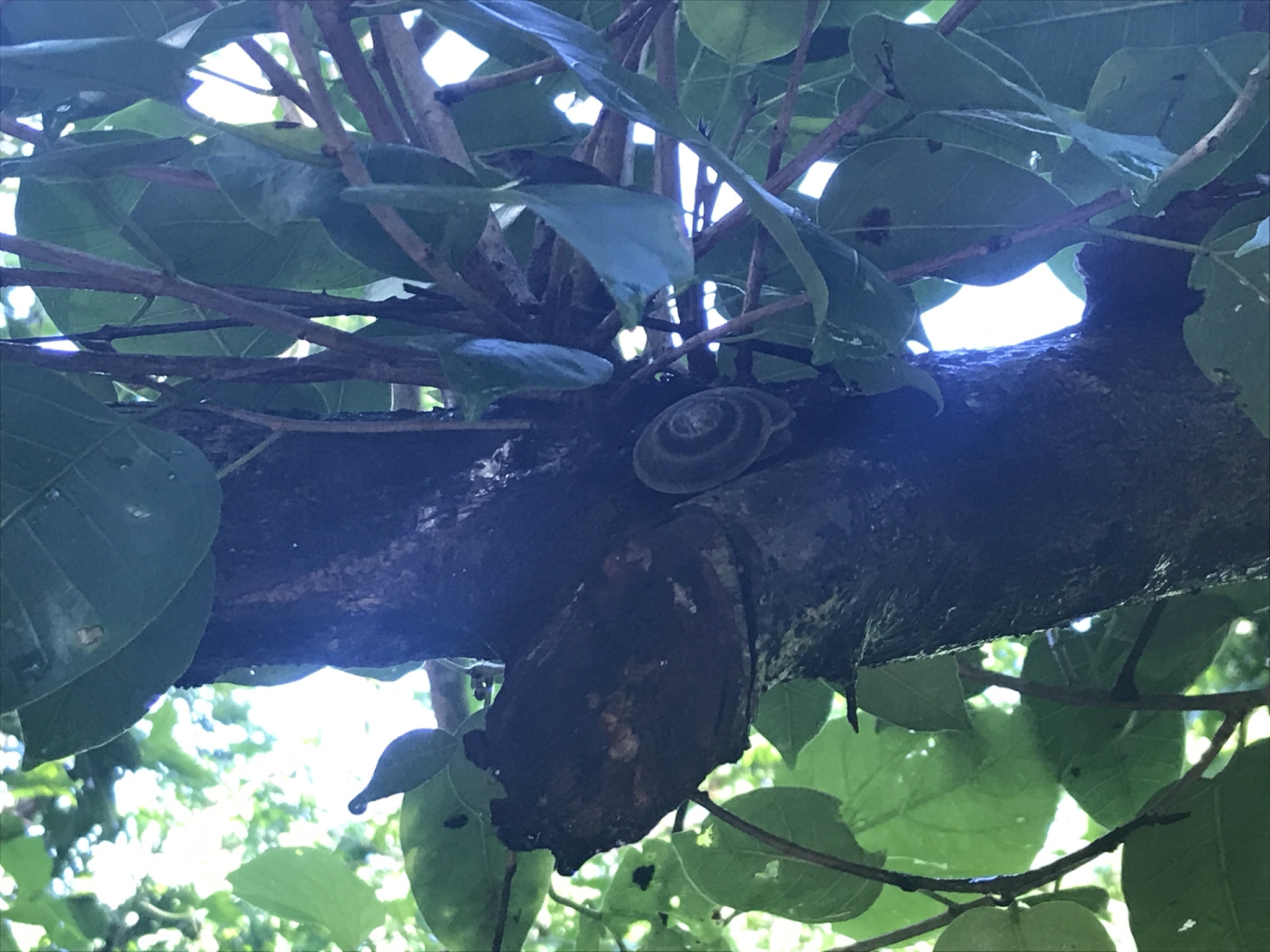 Caracolus marginella