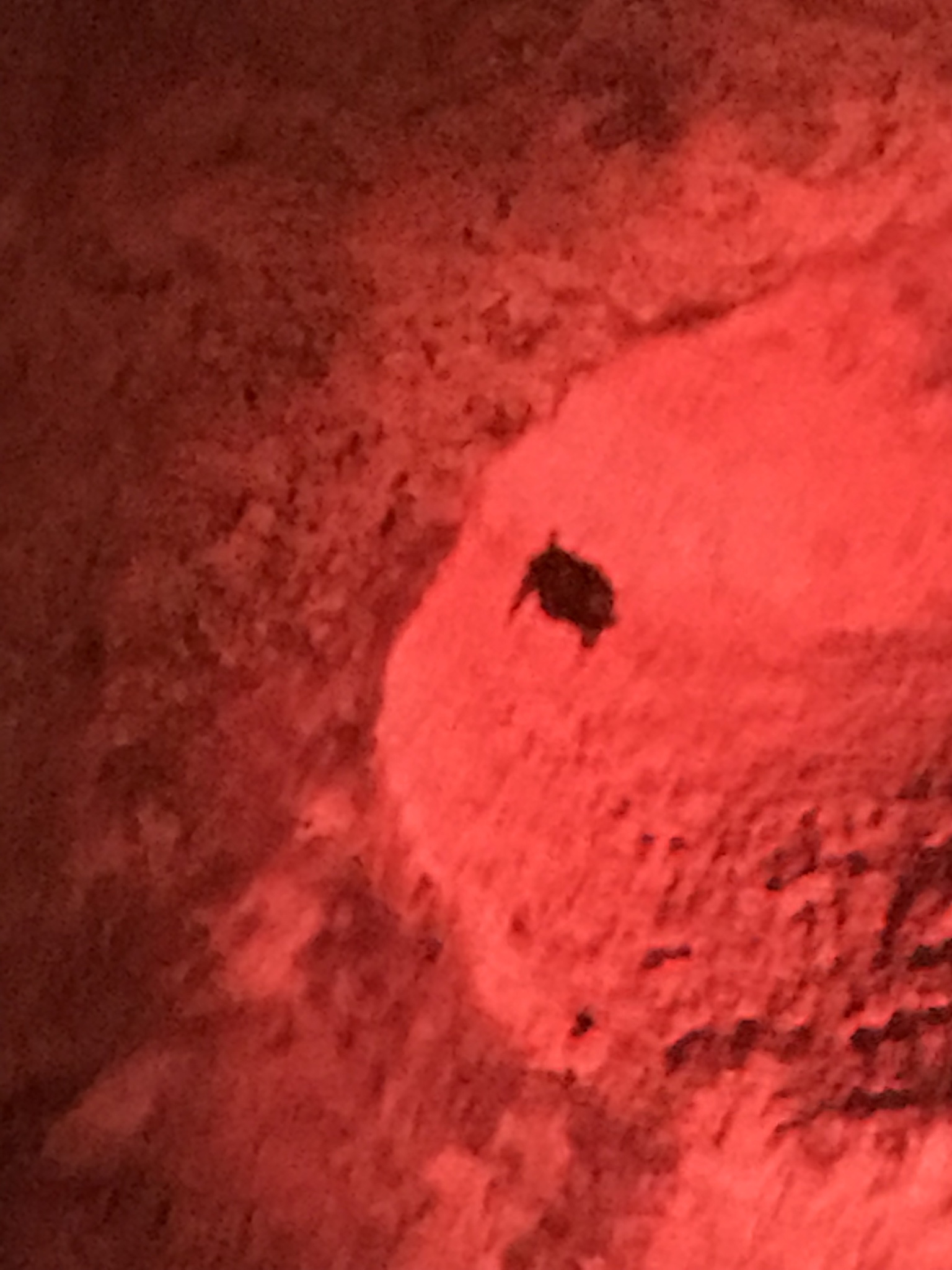 Tadarida brasiliensis