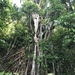 Chinese banyan