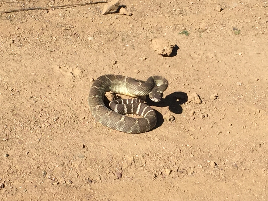 Crotalus oreganus oreganus