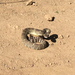 Northern Pacific Rattlesnake
