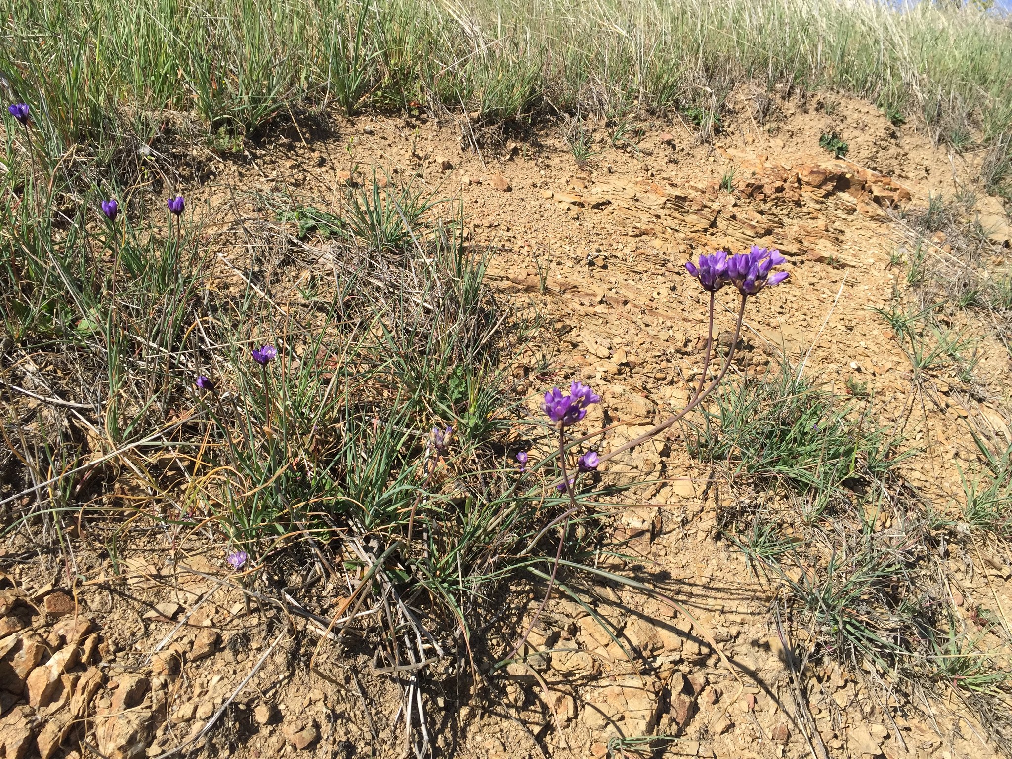 Dipterostemon capitatus