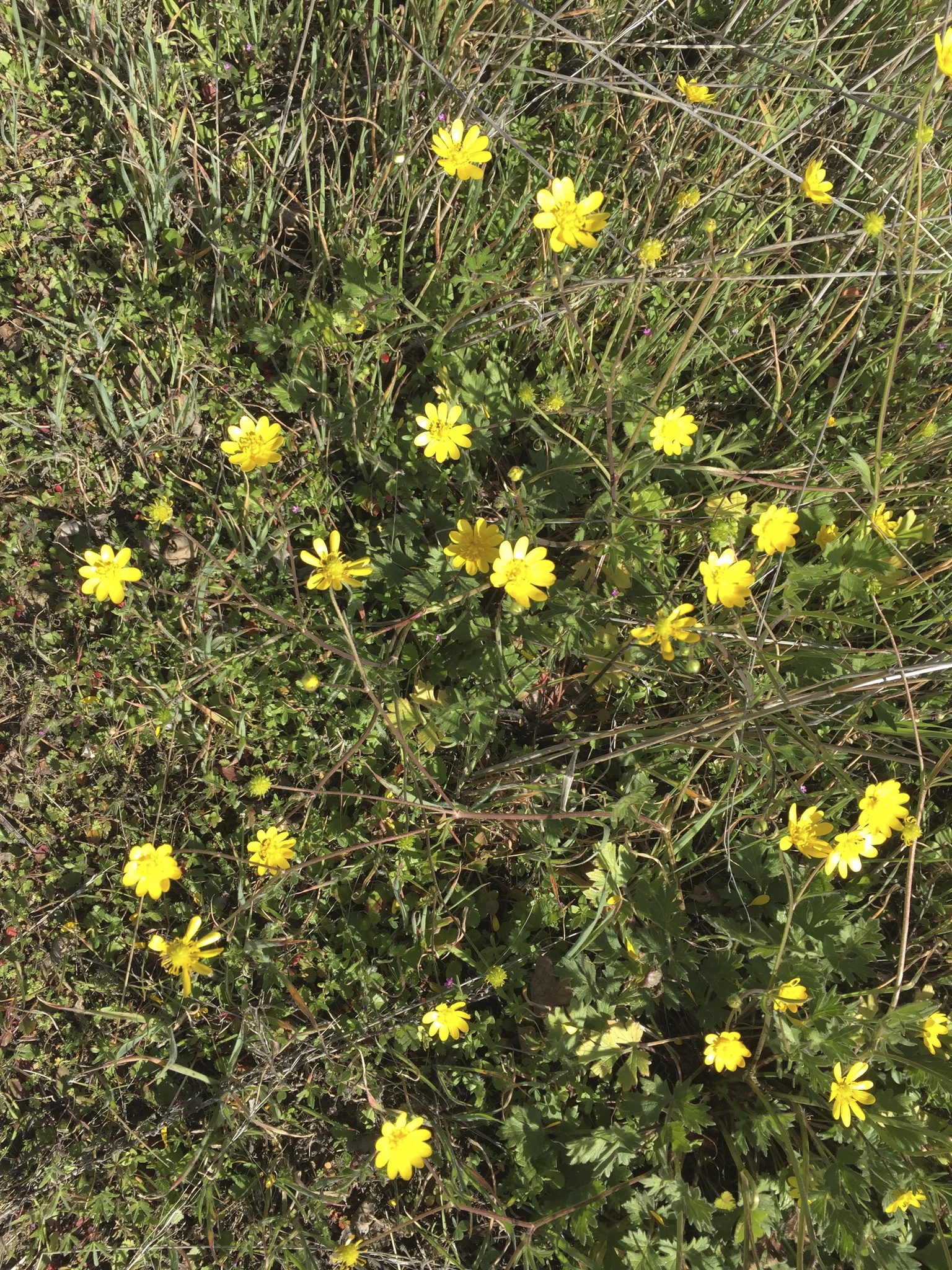 Ranunculus californicus