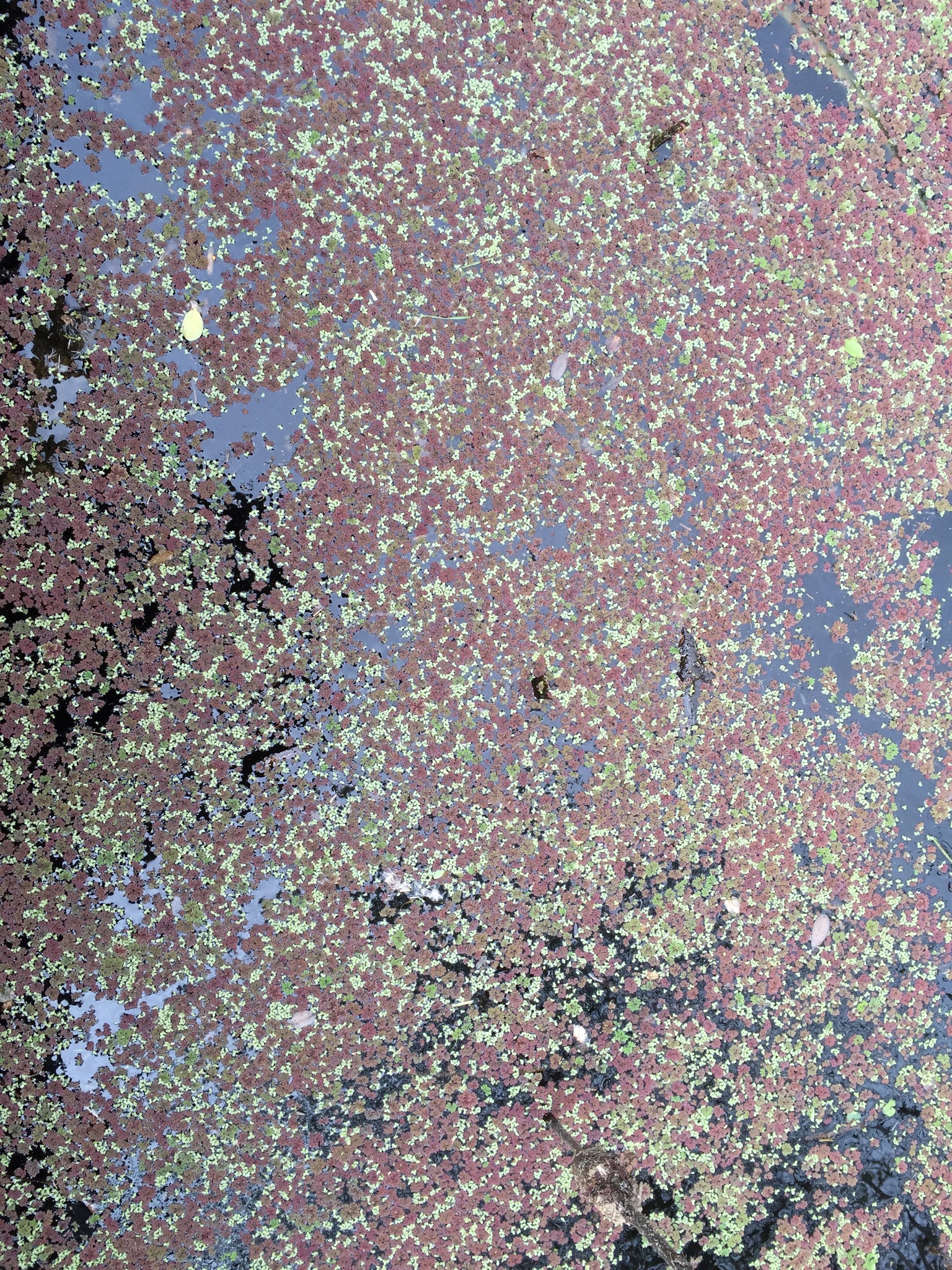 Azolla filiculoides