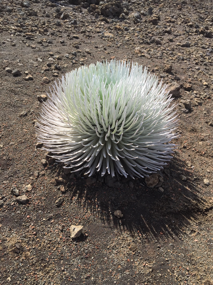 Argyroxiphium sandwicense macrocephalum