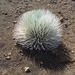 Haleakalā Silversword